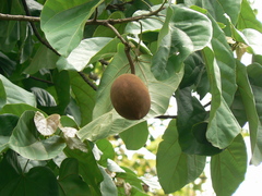 Pterygota alata