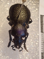 Carabus kruberi