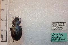 Carabus kruberi