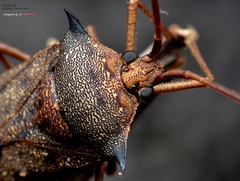 Neagenor spinosus