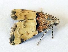 Cobubatha dividua