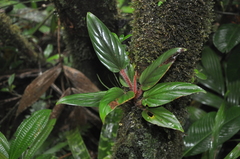 Philodendron squamicaule