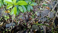 Fuchsia procumbens