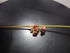Juncus distegus