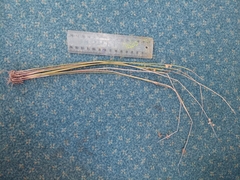 Juncus distegus