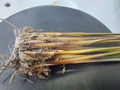 Juncus distegus