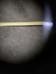 Juncus distegus