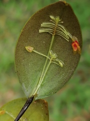 Image of Lepanthes pecunialis