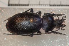 Carabus kruberi
