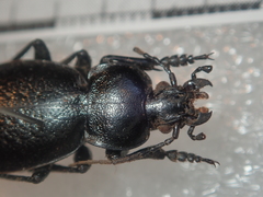 Carabus kruberi