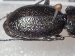 Carabus kruberi