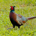 Ring-necked Pheasant - Photo (c) Frank Lin, some rights reserved (CC BY-NC), uploaded by Frank Lin