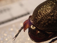 Carabus kruberi