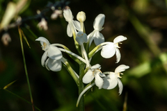 Platanthera blephariglottis blephariglottis