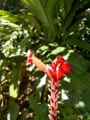 Image of Ruellia colonensis