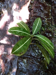 Plowmanianthus panamensis image