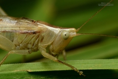 Conocephalus albescens