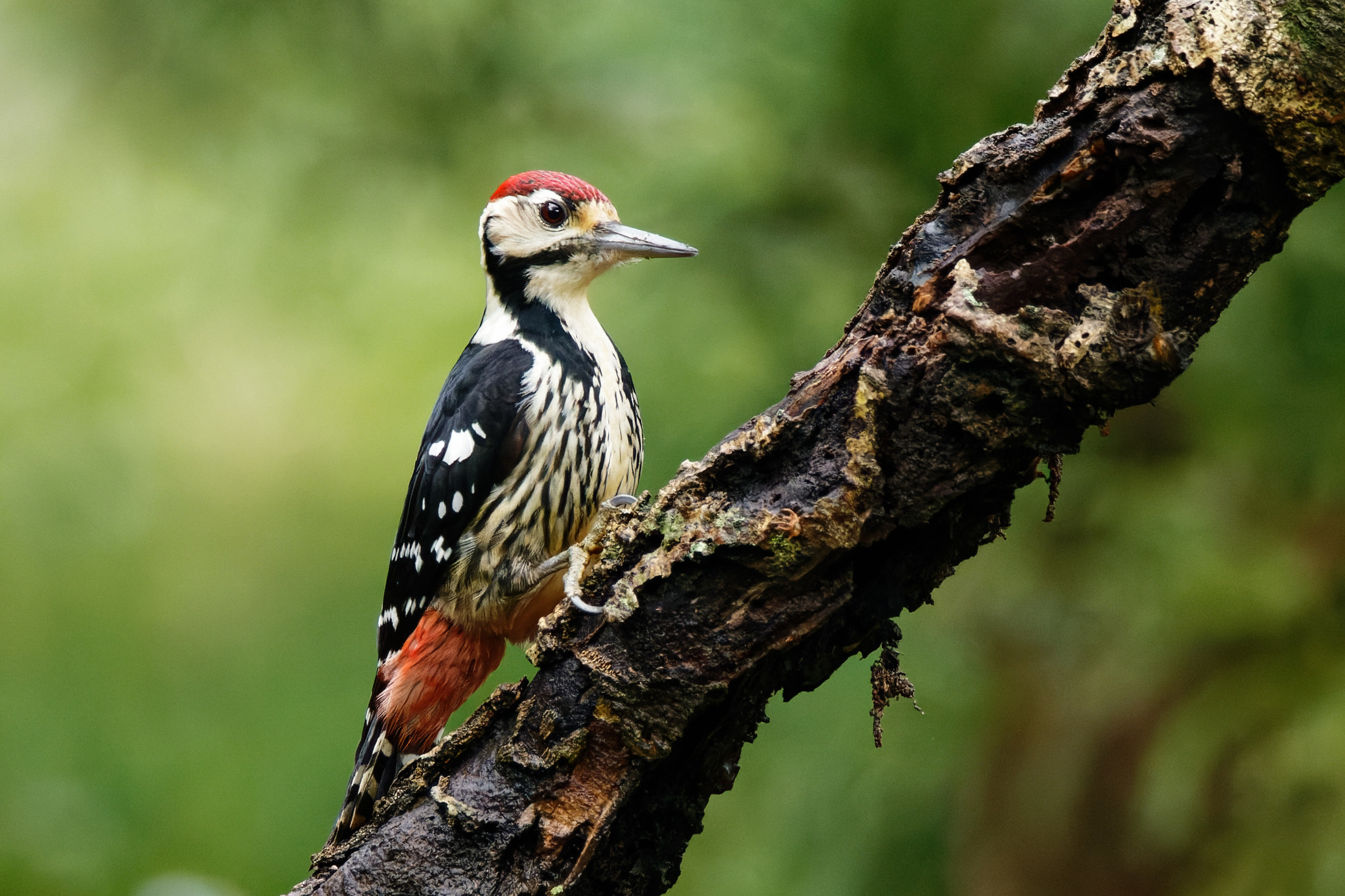 標本 Taiwan Dytiscoidae sp.37mm Taiwan White-backed Woodpecker (Subspecies Dendrocopos leucotos