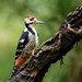 Eurasian Pied Woodpeckers - Photo (c) Frank Lin, some rights reserved (CC BY-NC), uploaded by Frank Lin