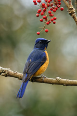 Vivid Niltava photo 1