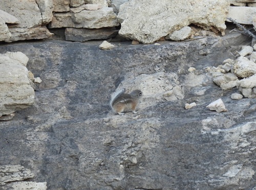 Texas Antelope Squirrel