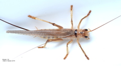 Bothriogryllacris