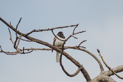 Junco hyemalis