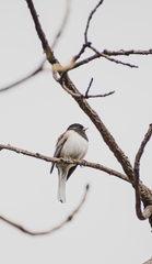 Junco hyemalis