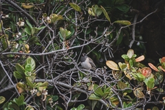 Junco hyemalis
