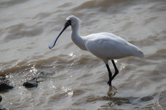 Black-Faced Spoonbill photo 3
