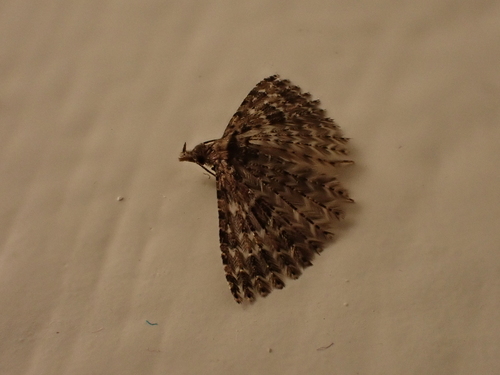 Montana Six-plume Moth photo 3