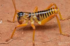 Pareremus tigrinus