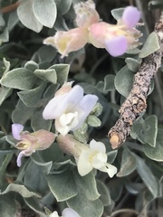 Astragalus calycosus calycosus