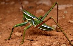 Terpandrus splendidus