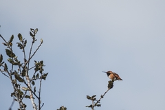 Selasphorus sasin