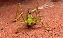 Terpandrus calperum