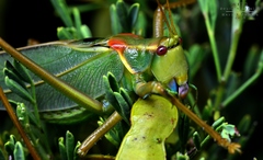 Terpandrus calperum