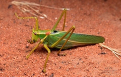 Terpandrus calperum
