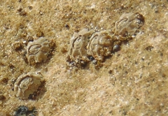 Austrominius modestus