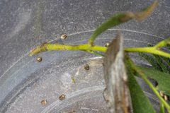 Chelepteryx chalepteryx