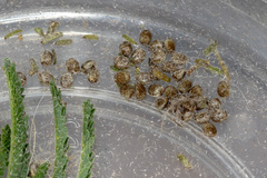 Chelepteryx chalepteryx