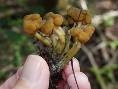 Leotia lubrica image