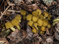 Leotia lubrica image