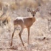 Tropical Steenbok - Photo (c) Joshua Rains, some rights reserved (CC BY-NC), uploaded by Joshua Rains