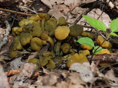 Leotia lubrica image