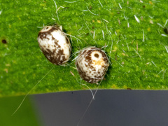 Chelepteryx chalepteryx