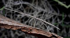 Hyrtacus tuberculatus