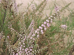 Tamarix ericoides