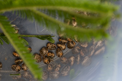 Chelepteryx chalepteryx