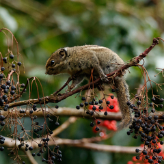 Maritime Striped Squirrel photo 2